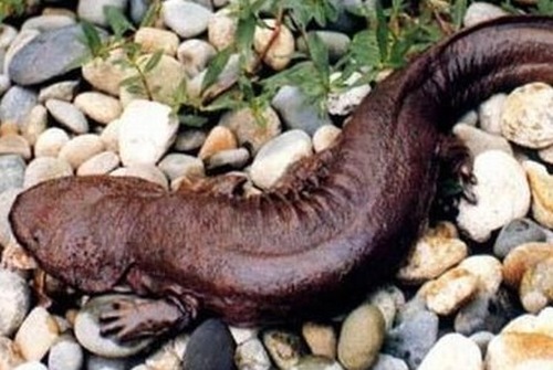 娃娃魚(yú)，學(xué)名叫大鯢,又叫作人魚(yú)
