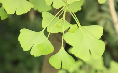 銀杏的葉片不僅美觀(guān).而且還有 很高的藥用價(jià)值。