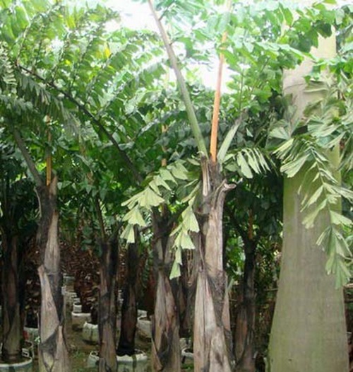 樹(shù)干含淀粉最多的樹(shù)-西谷揶子樹(shù)