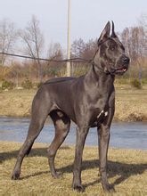 大丹犬（Great Dane