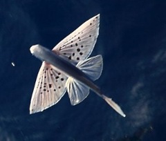 飛魚(yú) 飛魚(yú)