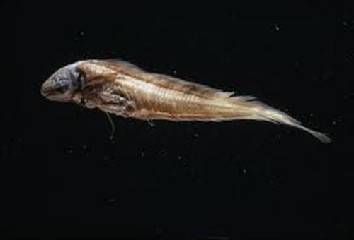 須鳚科魚(yú) 須鳚科魚(yú)